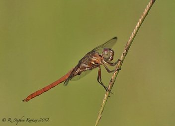 Orthemis ferruginea, male